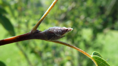 Bourgeons brun-noir pourvus d'écailles duveteuses. Agrandir dans une nouvelle fenêtre (ou onglet)